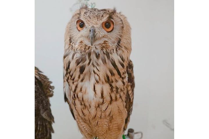 東京 新宿 フクロウカフェ フクロウの羽根と写真付き ふれあい体験 アソビュー