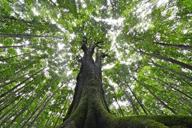 岩手・西和賀・エコツアー】奥羽山脈に広がるブナ林で巨木を巡る 岩手・西和賀・エコツアー】奥羽山脈に広がるブナ林で巨木を巡る