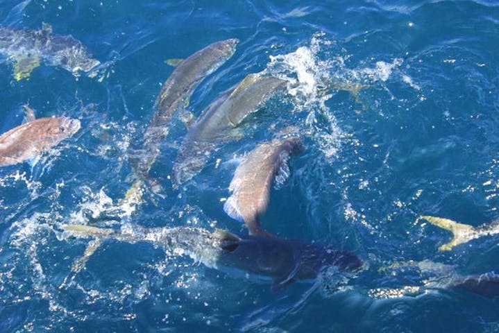 鯛の浦遊覧船 ネット予約ならアソビュー