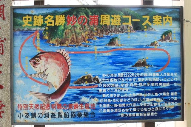 千葉・鴨川・遊覧船】神秘の鯛が泳ぐ不思議な海を遊覧しよう！鯛の内浦