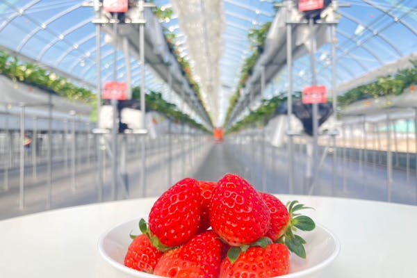 滋賀・竜王・いちご狩り】60分食べ放題☆練乳チョコかけ放題×13品種