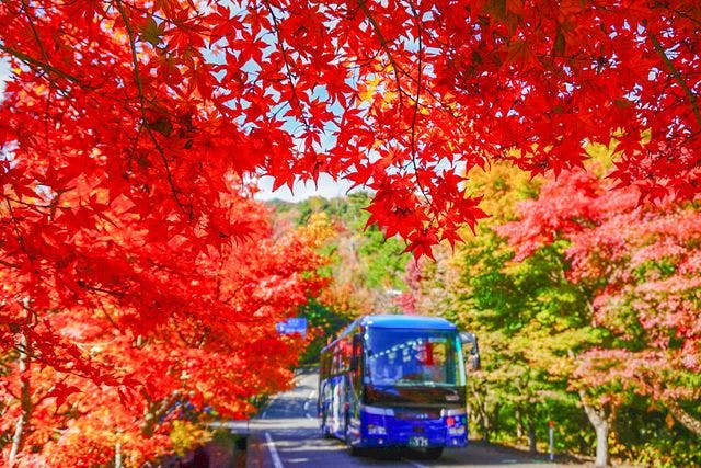【香川・小豆島・日帰りバスツアー】小豆島のインスタ映えスポットを巡る島めぐり観光バスツアー