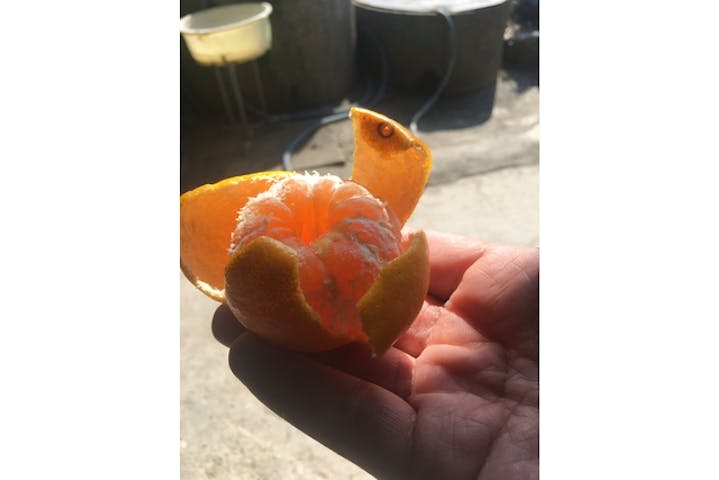 愛媛 西条 みかん狩り 甘い温州みかんを60分食べ放題 みかん狩り 農業体験 アソビュー 愛媛 西条 みかん狩り 甘い温州みかんを60分食べ放題 みかん狩り 農業体験 アソビュー