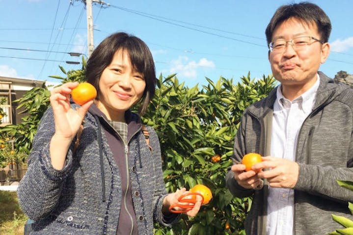 愛媛 西条 みかん狩り 甘い温州みかんを60分食べ放題 みかん狩り 農業体験 アソビュー