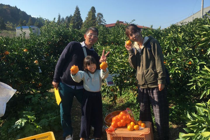 愛媛 西条 みかん狩り 甘い温州みかんを60分食べ放題 みかん狩り 農業体験 アソビュー