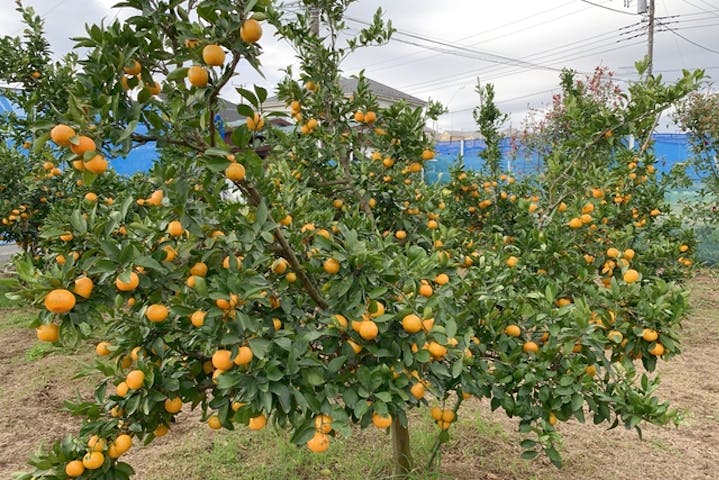 神奈川 横浜 みかん狩り 食べ放題体験 約1 5kgのおみやげ付き アソビュー