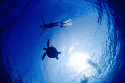 【沖縄・石垣島・シュノーケリング】ウミガメ＆サンゴ礁を堪能！シュノーケリング半日