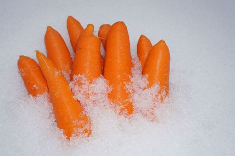 【新潟・津南・ 農業体験】豪雪がもたらす恵み！雪下にんじん掘り体験（お土産付き）