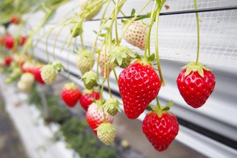 兵庫・三木・いちご狩り】摘みたての甘いいちごを頬張ろう！いちご狩り