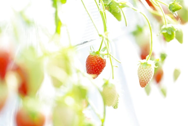 鹿児島 阿久根 いちご狩り 甘くて美味しいいちごをたっぷり堪能 食べ放題プラン アソビュー