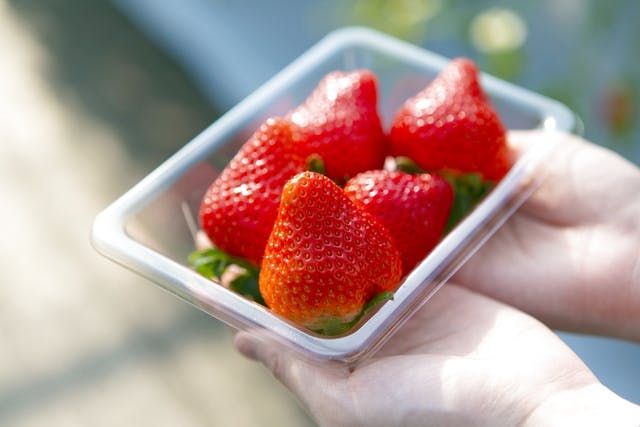 【鹿児島・阿久根・いちご狩り】完熟大粒いちご！いちご狩り体験（量り売り）