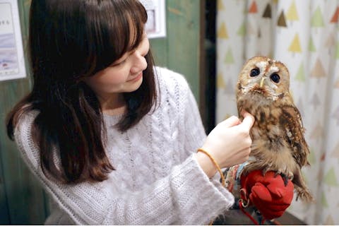 東京 表参道 フクロウカフェ ふくろうさんとまったり過ごせる 触れ合い体験 アソビュー