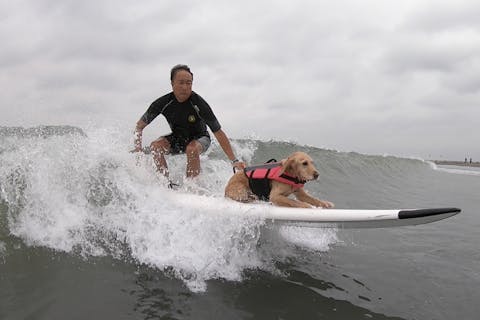 神奈川・茅ヶ崎・サーフィン体験】愛犬と乗る！ドッグサーフィンorドッグSUP｜アソビュー！