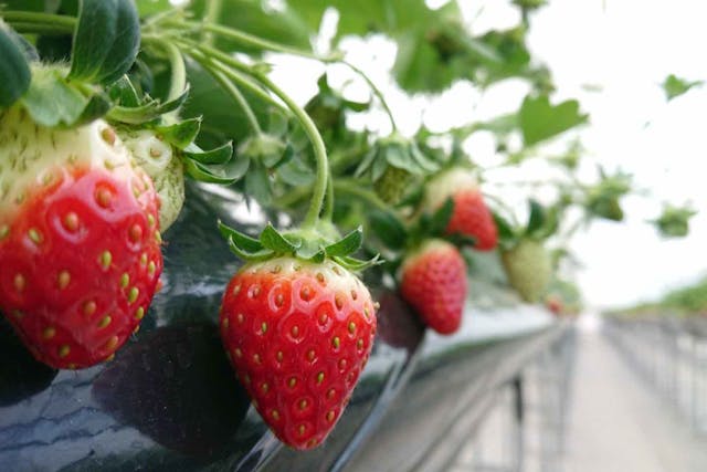 ヘレナ・ストロベリーランド