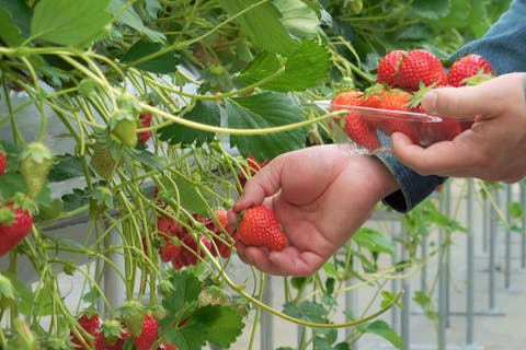 【福島・いわき・いちご狩り】お家でゆっくり味わおう。完熟いちご摘み取り体験