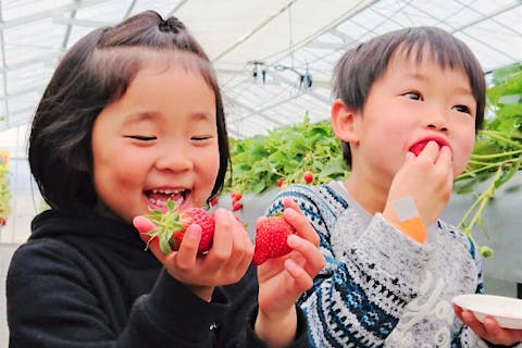 【福島・いわき・いちご狩り】3週間前までの予約でお土産付き！平日限定いちご狩りプラン