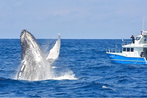 奄美大島諸島 ホエールウォッチングの遊び体験 アソビュー 休日の便利でお得な遊び予約サイト