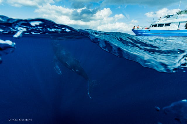 【鹿児島・奄美大島・ホエールウォッチング】クジラの息遣いまで満喫！ホエールスイム