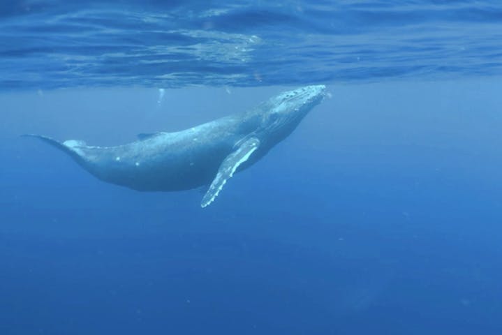 鹿児島 奄美大島 ホエールウォッチング クジラの息遣いまで満喫 ホエールスイム アソビュー