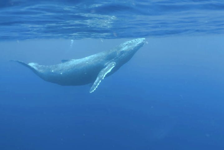 鹿児島 奄美大島 ホエールウォッチング クジラの息遣いまで満喫 ホエールスイム アソビュー 鹿児島 奄美大島 ホエールウォッチング クジラの息遣いまで満喫 ホエールスイム アソビュー