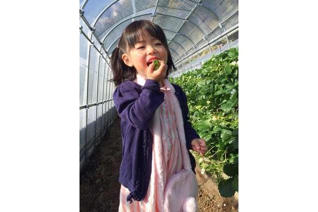 いちご狩り 静岡 安全安心大粒いちごが食べ放題 農家さんとも触れ合えてほっこり 久能山日本平スマートicより約10分 アソビュー