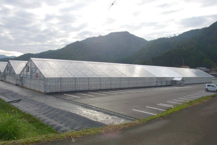 福井 おおい町 いちご狩り たっぷり60分間食べ放題 最大3種類味わえる苺狩り アソビュー