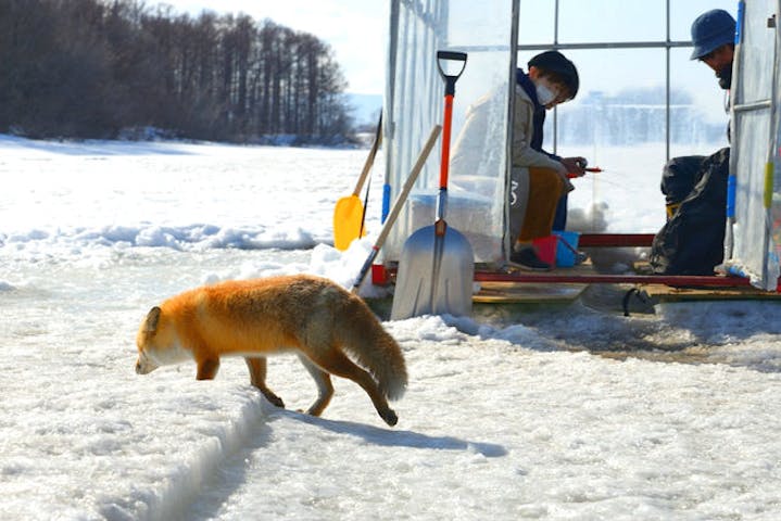 北海道 札幌 ワカサギ釣り 札幌市内で楽しむ ワカサギ釣り 午後貸切コース アソビュー