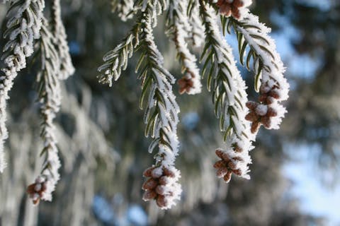 【新潟・魚沼・スキー場】自然観察ガイドがご案内！絶景のスキー場でかんじき体験