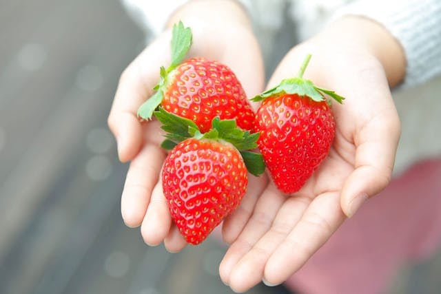 ストロベリーファクトリー