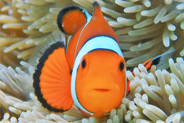 石垣島 1日シュノーケル 綺麗な海を堪能しよう サンゴ礁 マンタシュノーケル 幻の島上陸 1日コース アソビュー