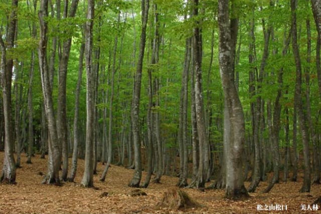 【新潟・十日町・ハイキング】ガイドと巡る美人林ハイキング！スニーカーで気軽に、凛とした森の空気で心と体をリフレッシュ