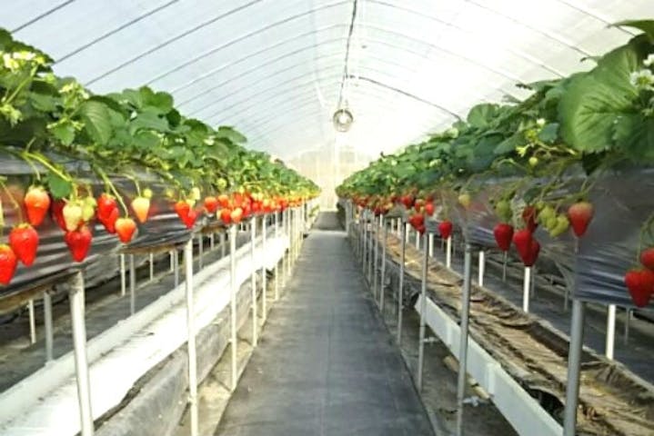 フルーツガーデンゆう