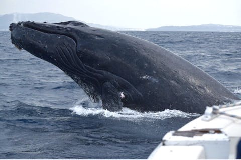 【沖縄・本部・ホエールウォッチング】穴場スポットへご案内！ホエールウォッチング