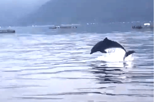 【鹿児島・姶良・イルカウォッチング】錦江湾のイルカに会いに行こう！自然観察ツアー