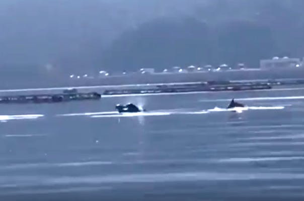 散歩ついでに、鹿児島・「イルカ水路」でイルカが観られる