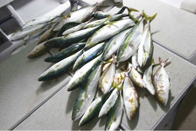 長崎・壱岐・海釣り】魚に愛される島 壱岐で釣り三昧な1泊2日