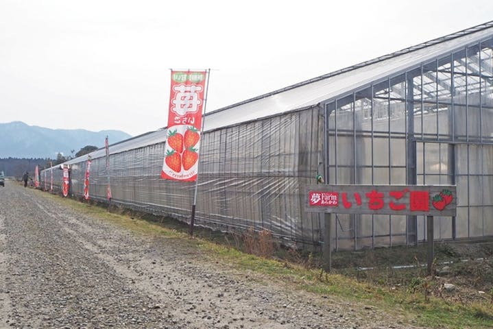 新潟 村上 いちご狩り 新潟のいちご 越後姫 が30分間食べ放題 いちご狩り アソビュー