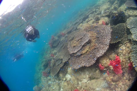 【熊本・天草・スノーケリング】ボートで行くシュノーケリングツアー（半日）　天草最南端うしぶか国定海中公園