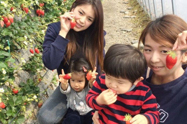 ストロベリーフィールド