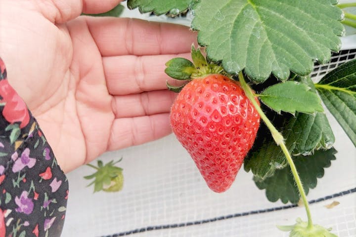 福岡 福津 いちご狩り 17代続く専業農家であまおう収穫体験 30分食べ放題付 アソビュー 福岡 福津 いちご狩り 17代続く専業農家であまおう収穫体験 30分食べ放題付 アソビュー