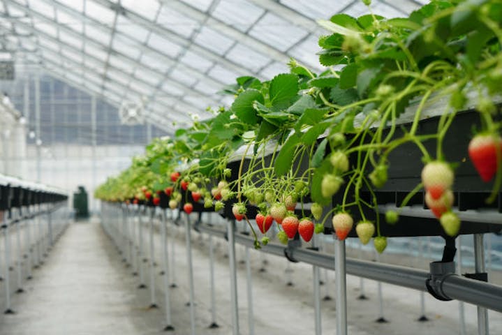 海辺のいちご畑ジョリーファーム