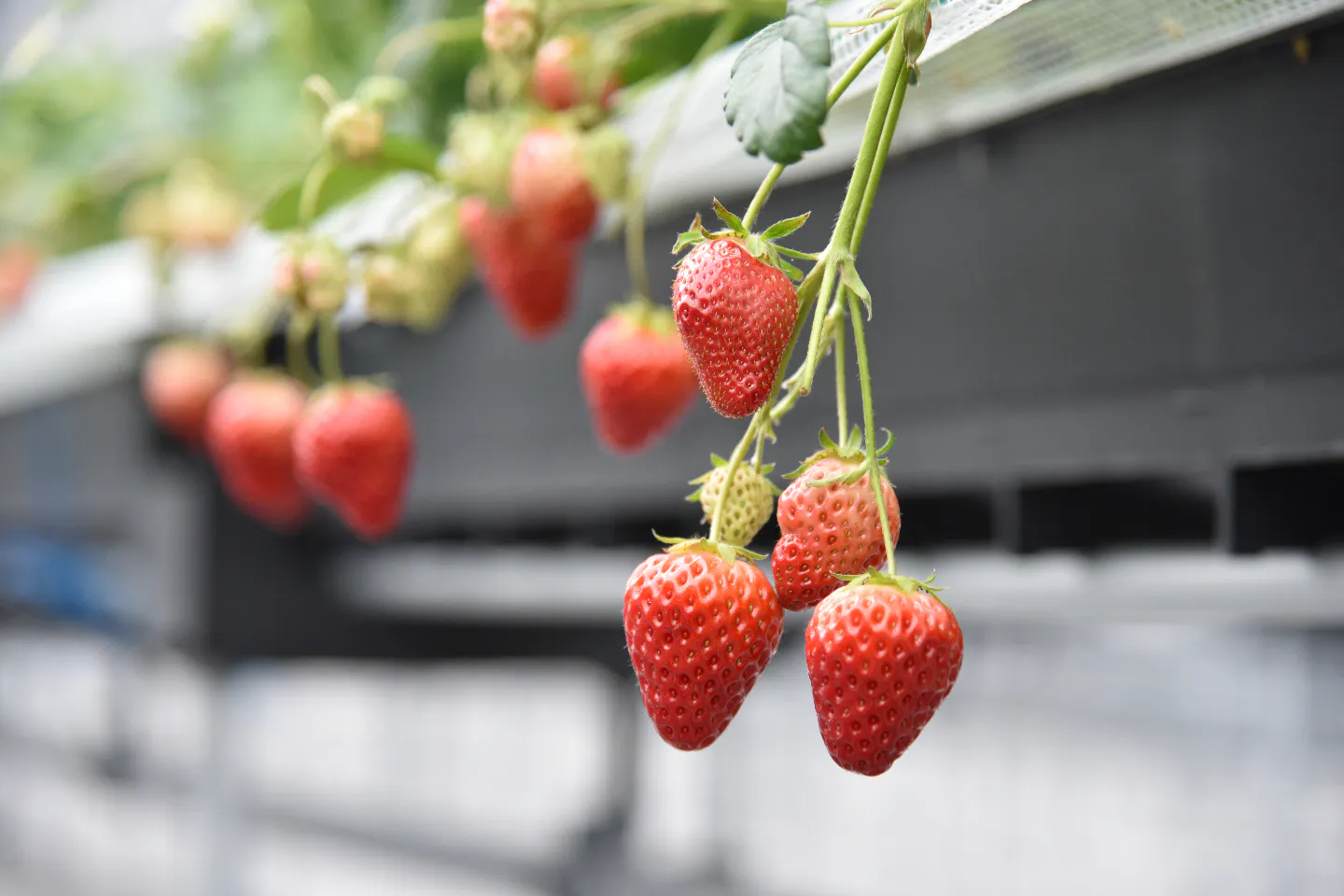 福井 高浜 いちご狩り 海辺のいちご畑 で3種のいちご食べ比べ 1月 5月 アソビュー