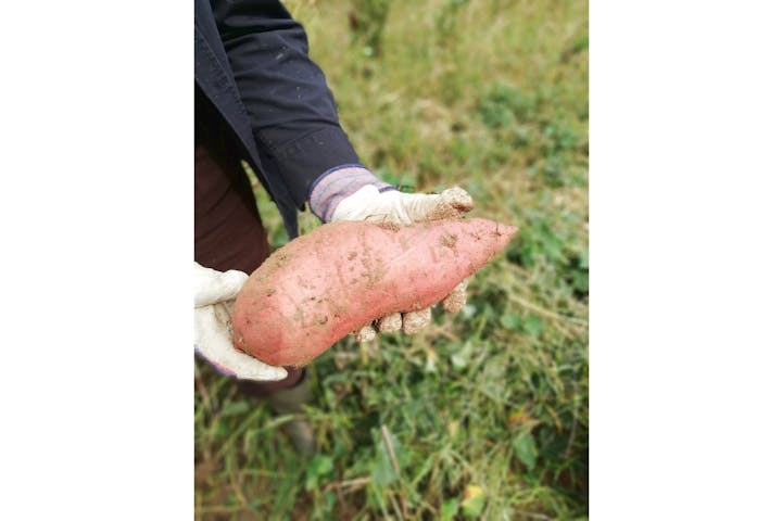 長野 阿智 農業体験 浪合高原で満喫しよう 無農薬さつまいも 大根 収穫体験 アソビュー
