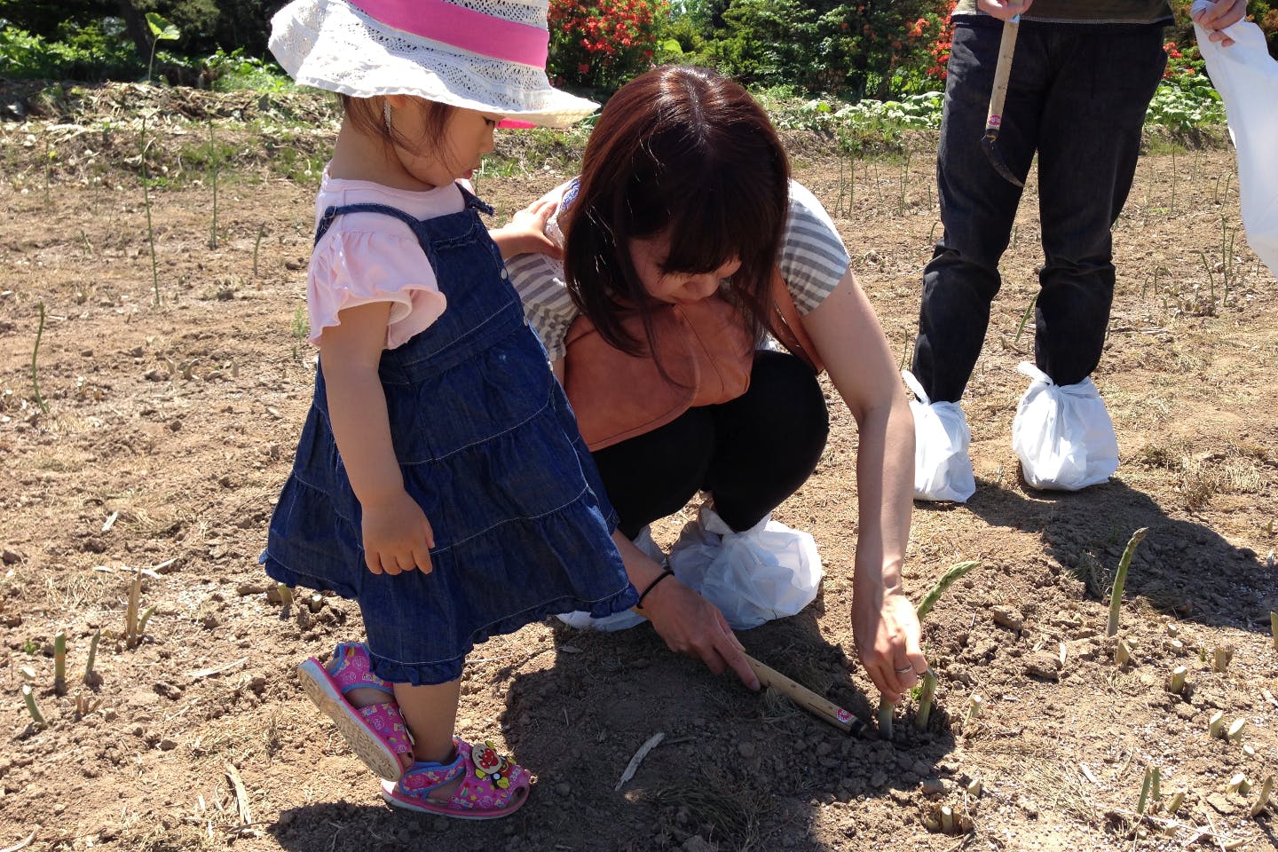 北海道 中富良野町 農業体験 たっぷり持って帰れる 北海道のアスパラ刈り体験 アソビュー