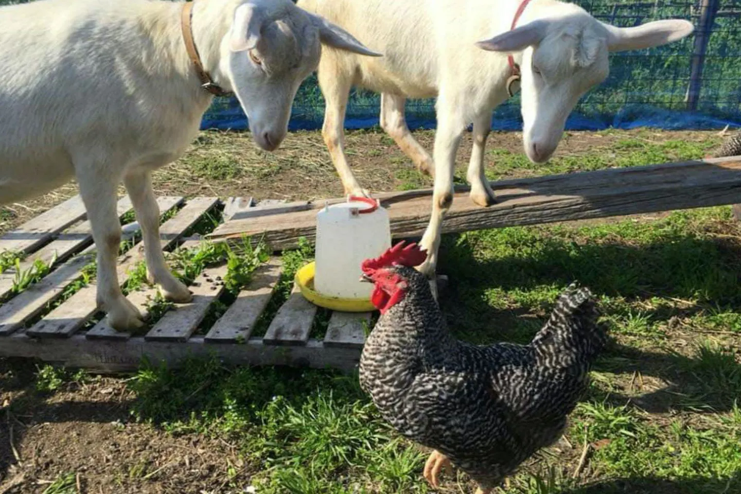 岡山 牛窓 生きもの観察 ヤギや鶏とも触れ合える 自分で摘んだハーブでお茶を楽しむファミリープラン アソビュー