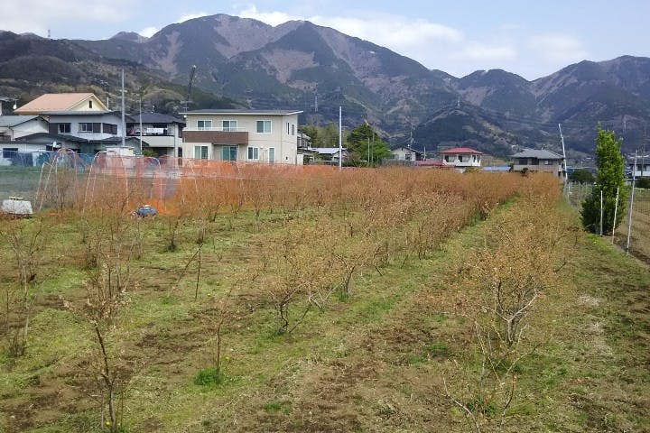 フルーツランド谷井農園