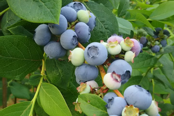 神奈川 秦野 ブルーベリー狩り 13種類ものブルーベリーを収穫 摘み取り 食べ放題プラン 1時間 アソビュー