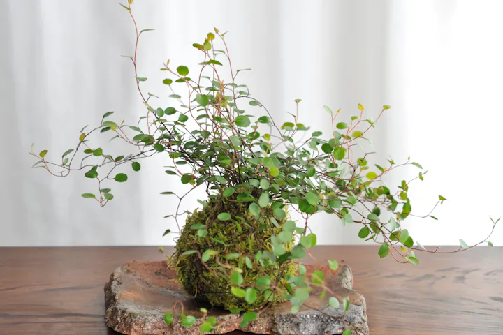 岡山 倉敷 苔玉作り 心落ち着く田園地帯で楽しむ苔玉作り アソビュー