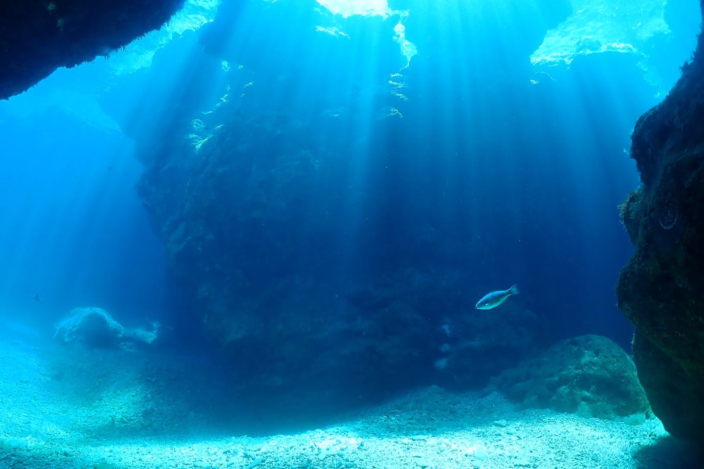 沖縄 慶良間 体験ダイビング 癒しの海でのんびり1日体験ダイビング 2ダイブ アソビュー