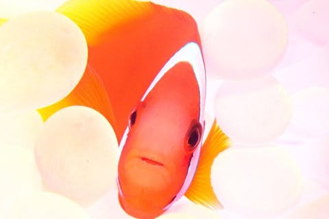 インストラクター貸切【沖縄・那覇発・慶良間で1日体験ダイビング】水中動画プレゼント・2ダイブ＆シュノーケリング・送迎無料